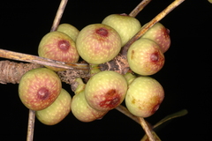 Ficus virens